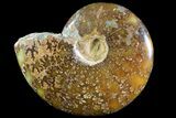 Polished, Agatized Ammonite (Cleoniceras) - Madagascar #74883-1